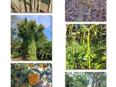 -中国科学院西双版纳热带植物园