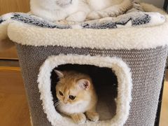 -猫腻·猫咖·撸猫馆(星光大道店)
