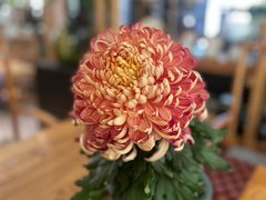 -JRCAFE玖如空间