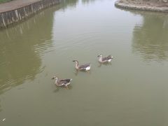 -盐城丹顶鹤湿地生态旅游区