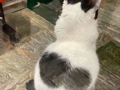 -猫咪博物馆(顶澳仔猫街店)