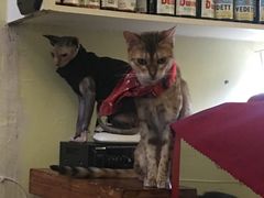 -猫色咖啡·猫咖