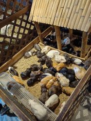 -酷嗒动物文化乐园(cutezoo西溪乐天城店)