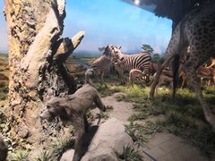 -国家自然博物馆