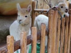 -杭州开元森泊度假乐园