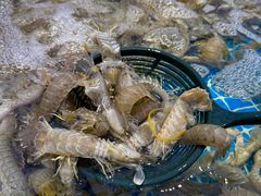 -集品鲜湾·蒸汽海鲜自助料理(青岛银座和谐广场店)