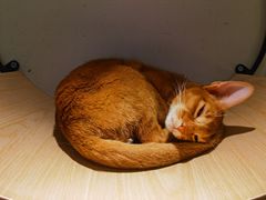 -飞行喵MR PILOT|猫舍·猫咖(静安大融城店)