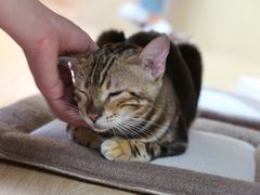 -猫和宫(六道口店)