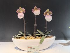 -北京植物园-展览温室