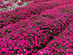 -广东花都香草世界旅游度假区