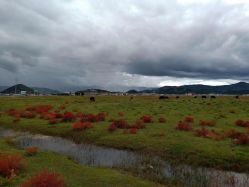 -纳帕海依拉草原