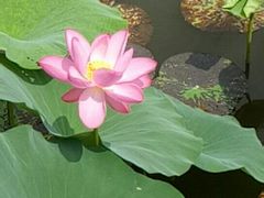 -荷塘月色湿地公园·向阳花洲