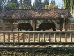 -石家庄市动物园