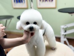 -鑫艺宠物美容培训学校