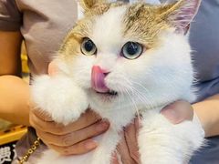 -欣宠猫屋·矮脚拿破仑·蓝金金渐层