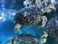 -烟台海昌鲸鲨海洋公园