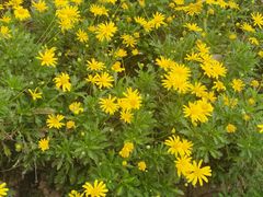 -汉长安城未央宫国家考古遗址公园