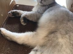 -飞行喵MR PILOT|猫舍·猫咖(静安大融城店)