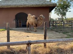 -祥源·阜阳生态乐园