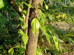 -广西壮族自治区药用植物园