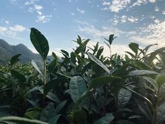 -中国茶叶博物馆(双峰馆区)