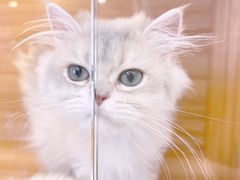 -猫十亿·布偶金渐层·曼基康矮脚猫舍(青年路店)
