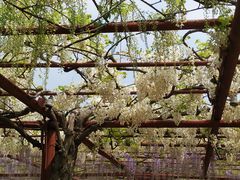 -嘉定紫藤园