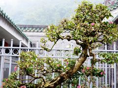-鼎湖山风景区