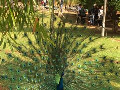 -昆明动物园