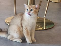 -飞行喵MR PILOT|猫舍·猫咖(静安大融城店)