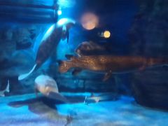 -烟台海昌鲸鲨海洋公园