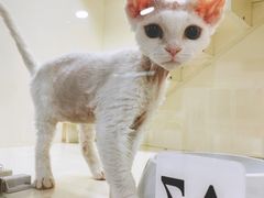 -十年猫舍·猫咪专门店(普陀店)