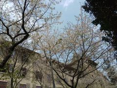 -武汉大学-樱园