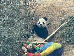 -大连森林动物园