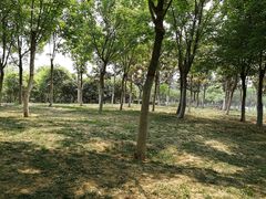 -洨河生态公园
