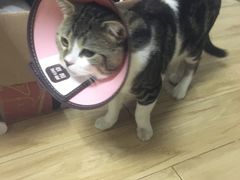 -暖阳宠物医院·犬猫康复中心·骨科