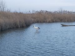 -盐城丹顶鹤湿地生态旅游区