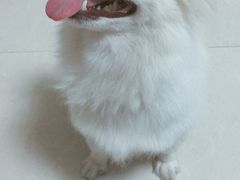 -酷狗靓猫宠物·洗护·美容·寄养(航北路店)