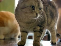 -猫猫幼稚园·撸猫·桌游·电玩