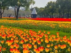 -大宁郁金香公园-停车场