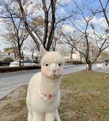 点击看大图 -神奇动物撸宠馆·羊驼·小浣熊·异宠(豫园店)