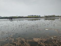 -大兴滨河森林公园