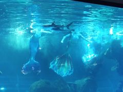 -石家庄海洋公园