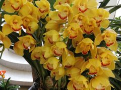 -张一元茶庄(望京店)