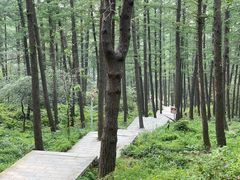 -鲁山国家森林公园