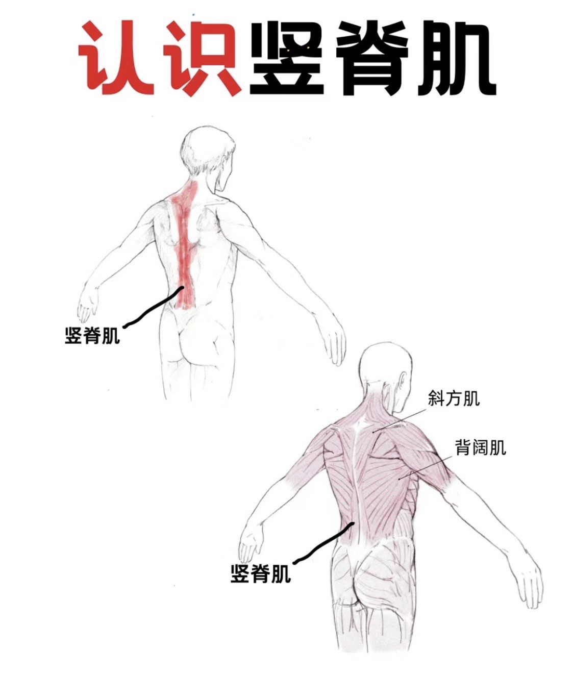 竖脊肌位于脊柱两侧