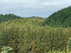 -山王坪喀斯特国家生态公园