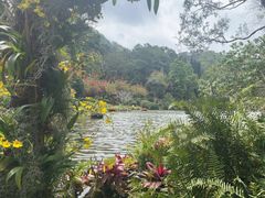-深圳仙湖植物园