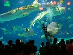 -烟台海昌鲸鲨海洋公园