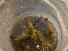-DGE季风钓虾营地·团建·聚会